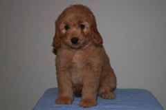 Picture of Australian Labradoodle