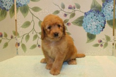 Picture of Australian Labradoodle