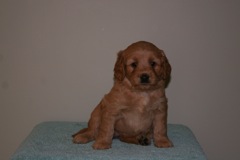 Picture of Australian Labradoodle