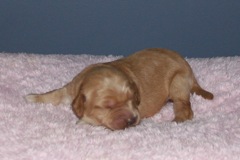 Picture of Australian Labradoodle