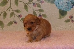 Picture of Australian Labradoodle