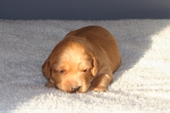 Picture of Australian Labradoodle