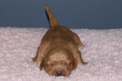 Picture of Australian Labradoodle