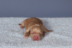 Picture of Australian Labradoodle