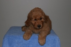 Picture of Australian Labradoodle