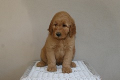 Picture of Australian Labradoodle
