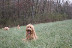 Picture of Australian Labradoodle