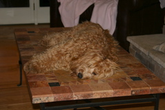 Picture of Australian Labradoodle