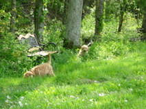 Picture of Australian Labradoodle