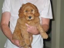 Picture of Australian Labradoodle