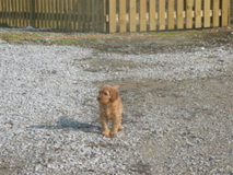 Picture of Australian Labradoodle