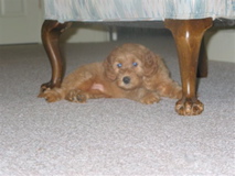 Picture of Australian Labradoodle