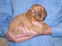 Picture of Australian Labradoodle