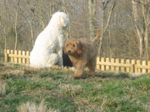 Picture of Australian Labradoodle
