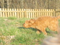 Picture of Australian Labradoodle