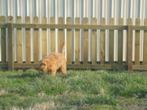 Picture of Australian Labradoodle