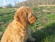 Picture of Australian Labradoodle