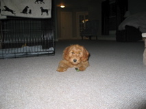 Picture of Australian Labradoodle