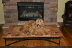 Picture of Australian Labradoodle
