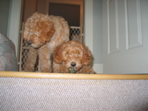 Picture of Australian Labradoodle