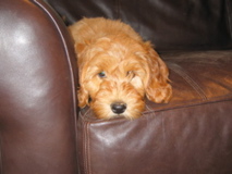Picture of Australian Labradoodle