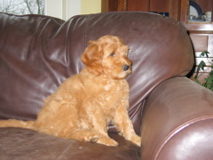 Picture of Australian Labradoodle