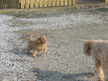 Picture of Australian Labradoodle