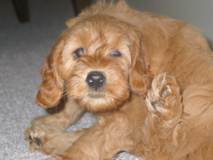 Picture of Australian Labradoodle
