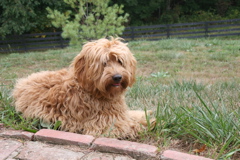 Picture of Australian Labradoodle