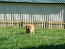 Picture of Australian Labradoodle