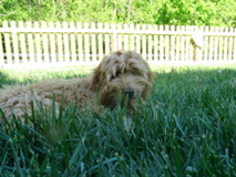 Picture of Australian Labradoodle