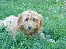 Picture of Australian Labradoodle