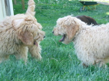 Picture of Australian Labradoodle