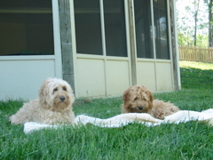 Picture of Australian Labradoodle