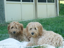 Picture of Australian Labradoodle