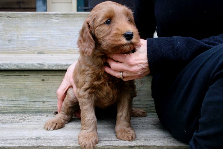 Picture of Teal Ribbon Girl, week 6, 7lb 13oz