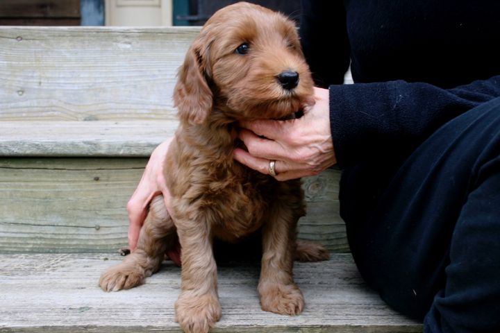 Picture of Teal Ribbon Girl, week 6, 7lb 13oz
 