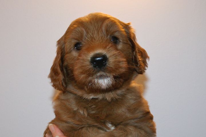 Picture of Teal Ribbon Boy, week 5, 6lb 7oz
