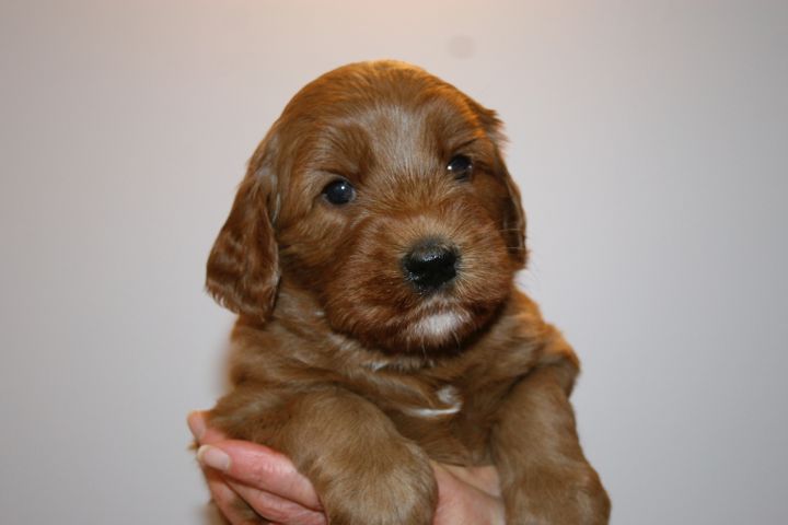 Picture of Teal Ribbon Boy, week 4, 5lb 1oz