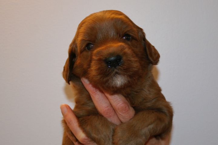 Picture of Teal Ribbon Boy, week 3, 3lb 12oz
