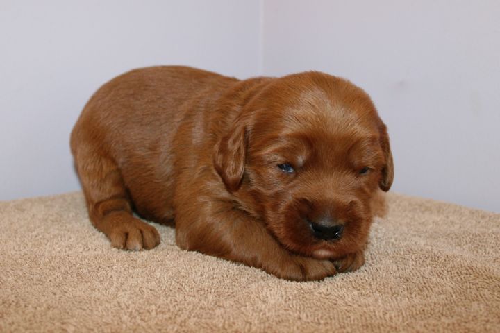 Picture of Teal Ribbon Boy, week 3, 2lb 11oz
