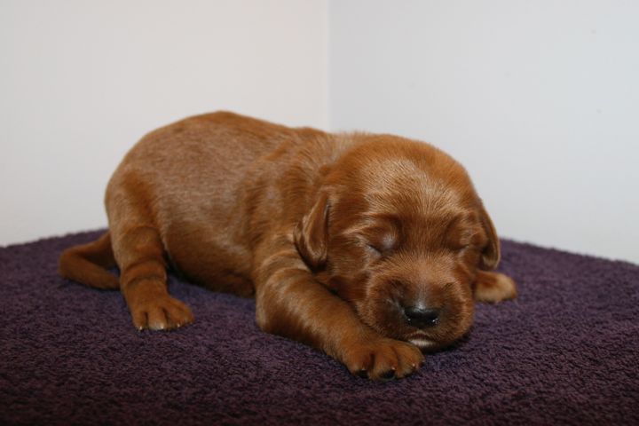 Picture of Teal Ribbon Boy, week 2, 1lb 8oz
