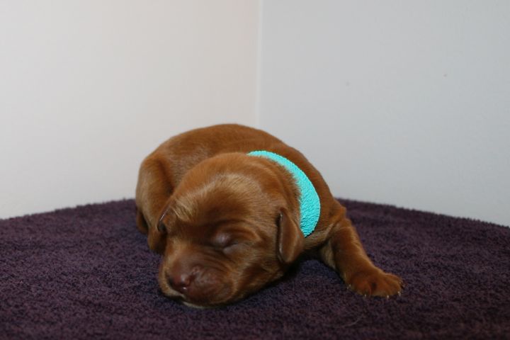 Picture of Teal Ribbon Boy, week 1, 15oz