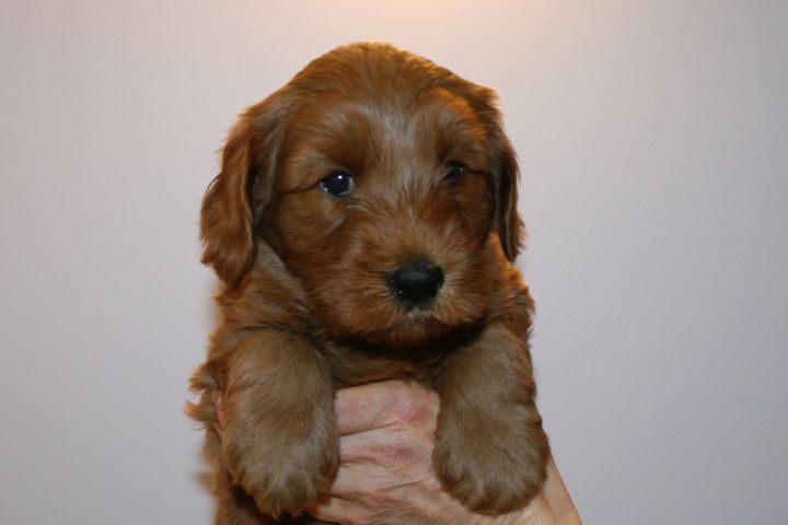 Picture of Teal Ribbon Girl, week 5, 6lb 3oz