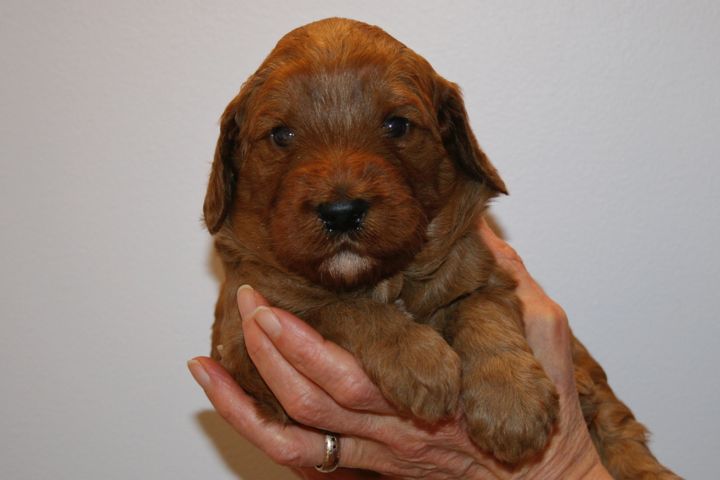 Picture of Red Ribbon Girl, week 3, 3lb 14oz
