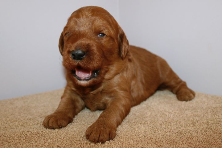 Picture of Red Ribbon Girl, week 3, 2lb 11oz