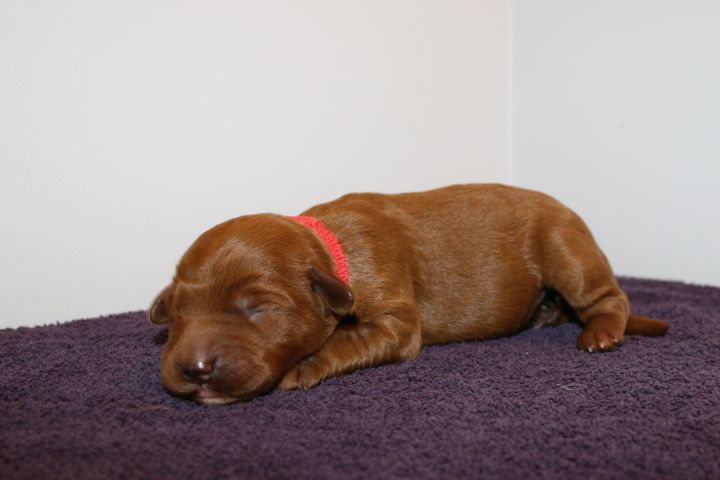 Picture of Red Ribbon Girl, week 1, 1lb