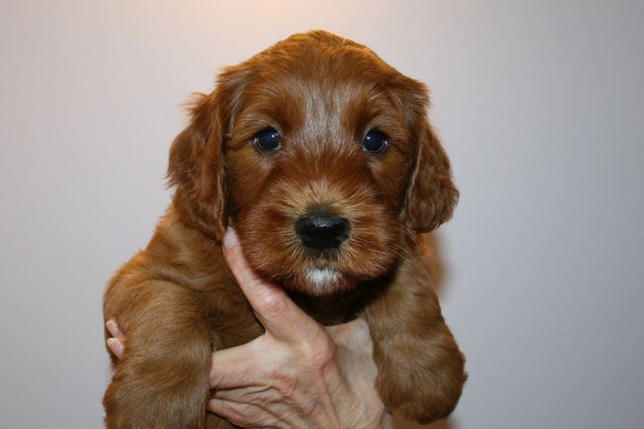 Picture of Red Ribbon Boy, week 5, 8lb 5oz