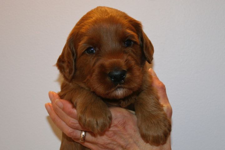 Picture of Red Ribbon Boy, week 3, 4lb 14oz