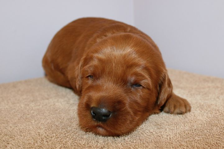 Picture of Red Ribbon Boy, week 3, 3lb 7oz